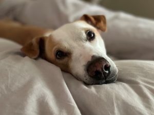 Uma the dog relaxing