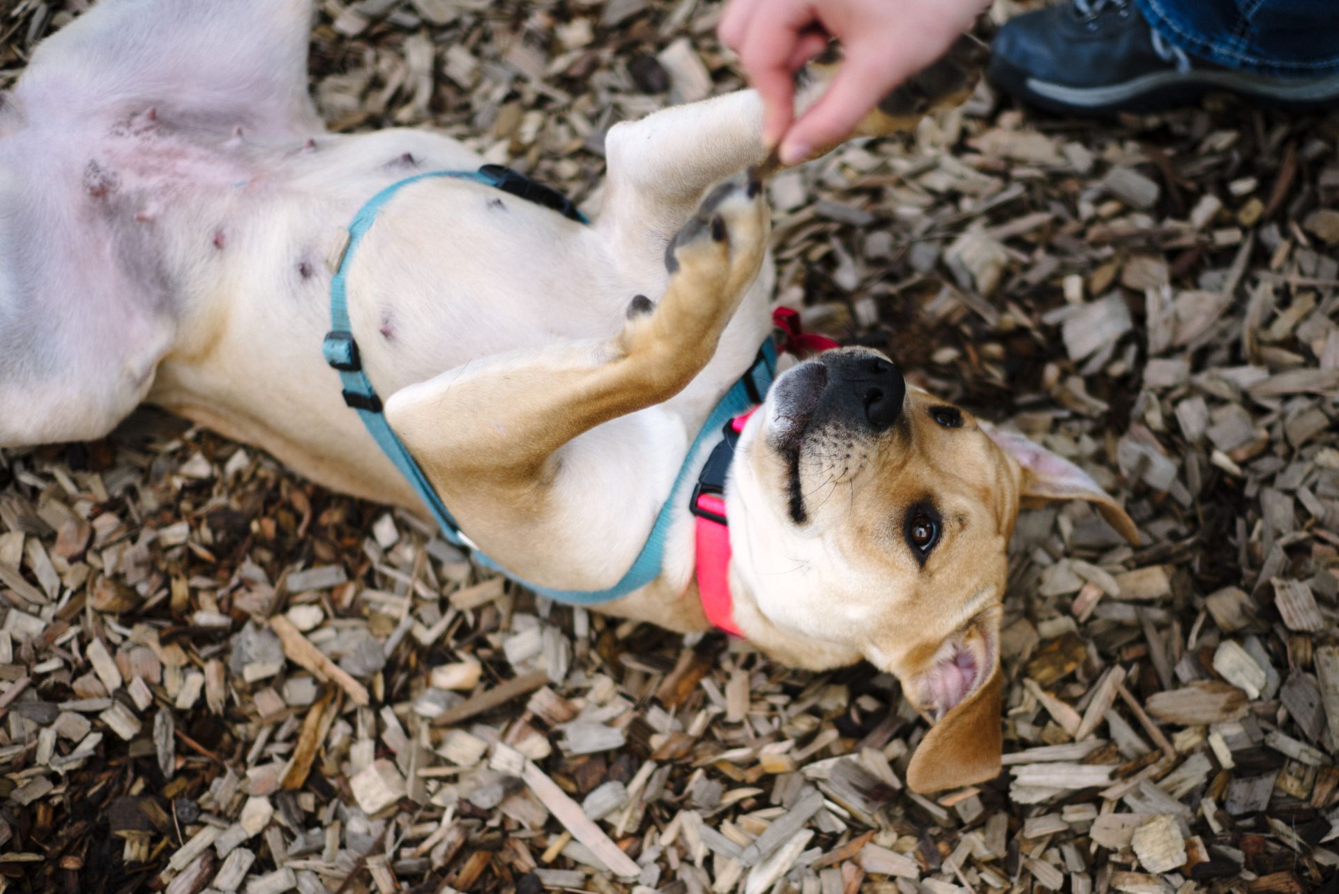 Missy the dog showing off her belly and playing in an Oregon Humane chip yard