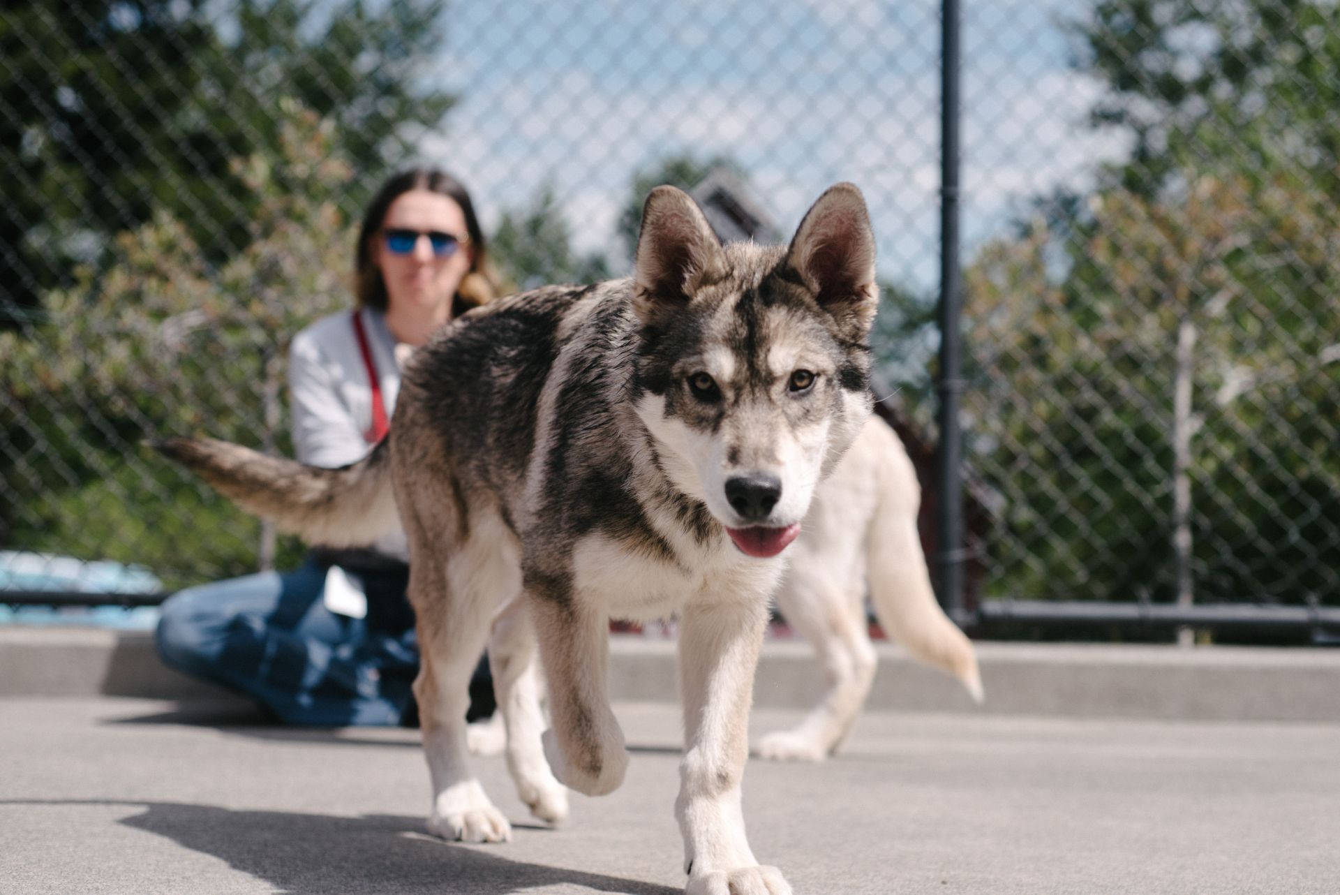 Husky puppy running towards camera