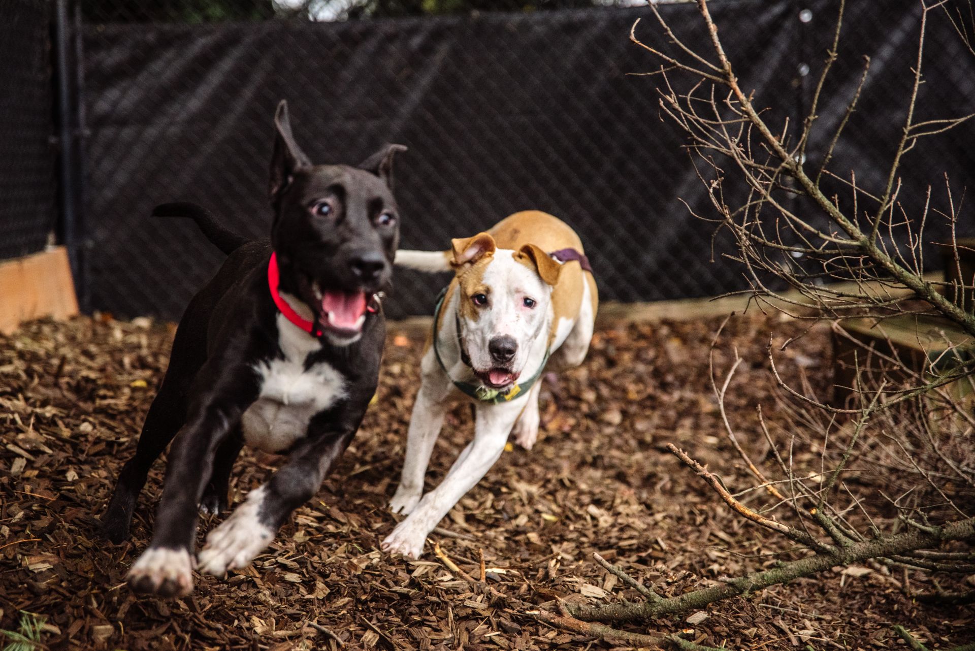 Shelter dogs playing chase at Oregon Humane portland Campus