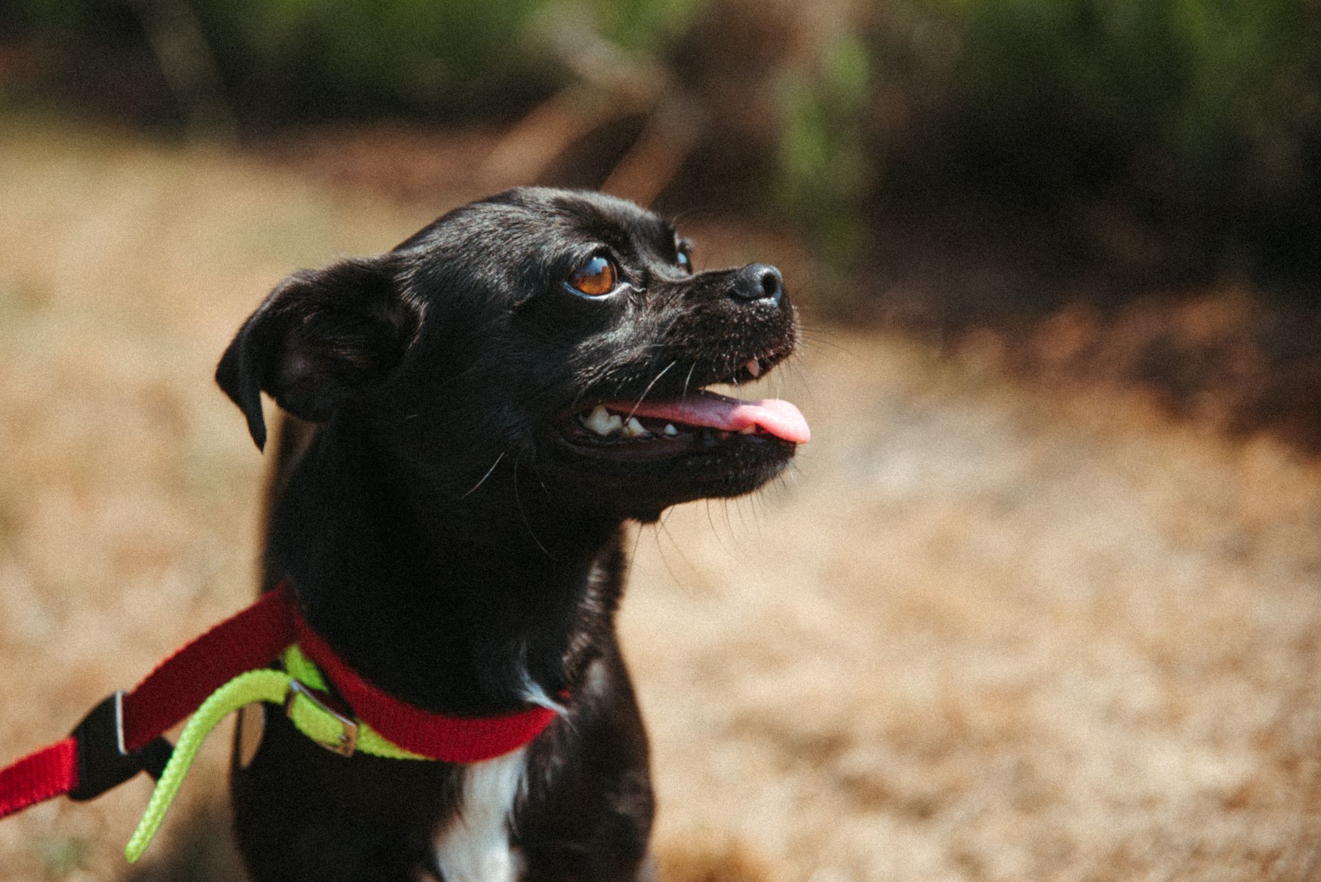 Small black dog looks off into distance