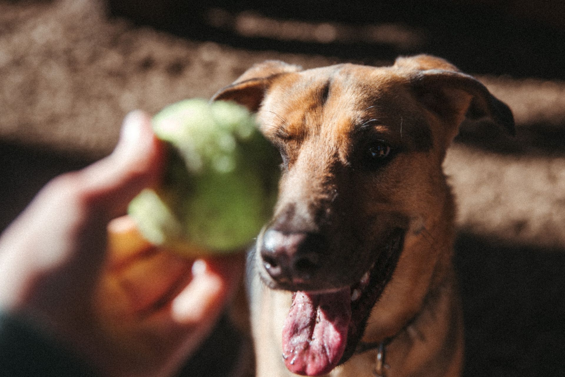 Close up of dog staring at a person's hand holding a tennis ball