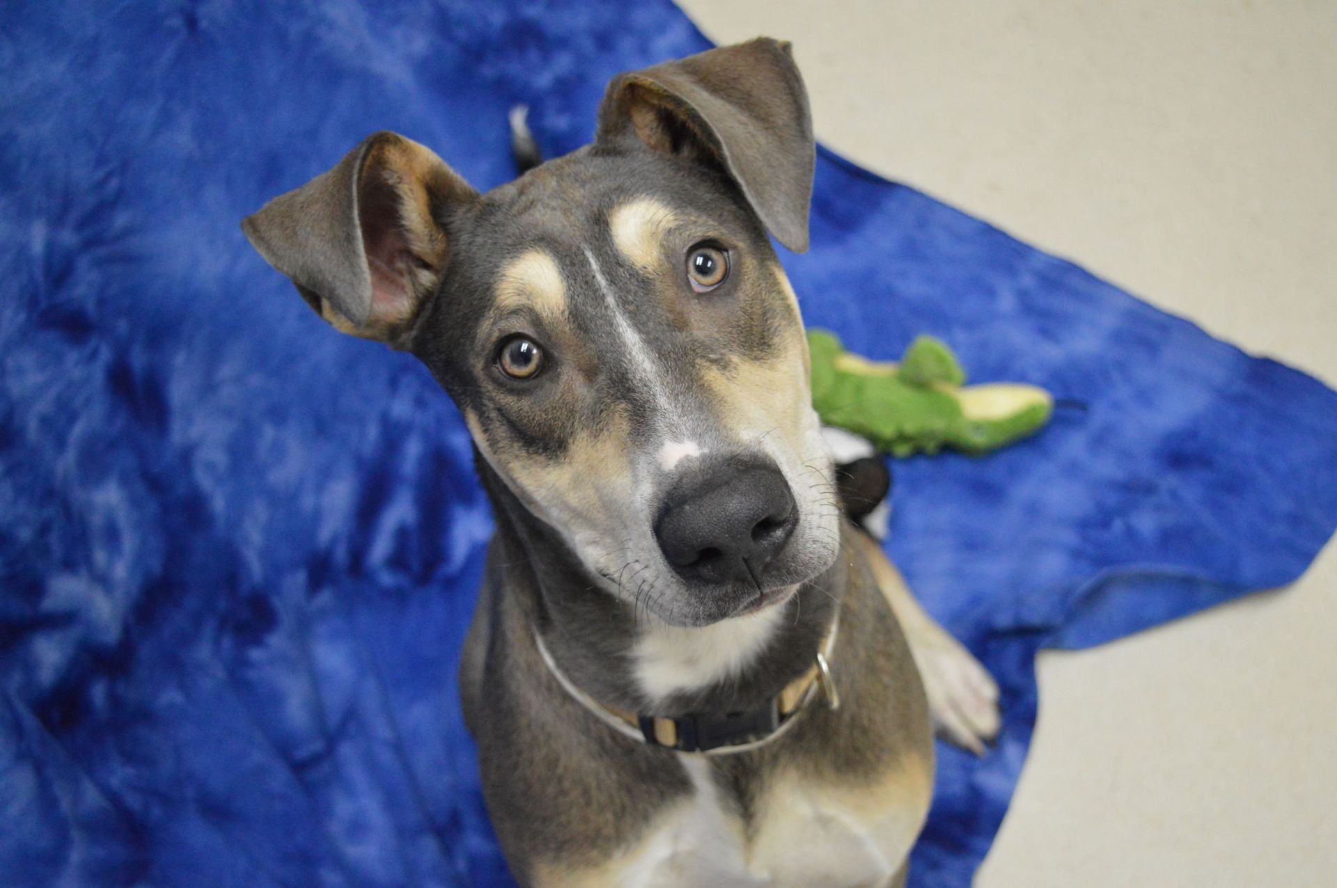 Cute Puppy looking up with puppy dog eyes