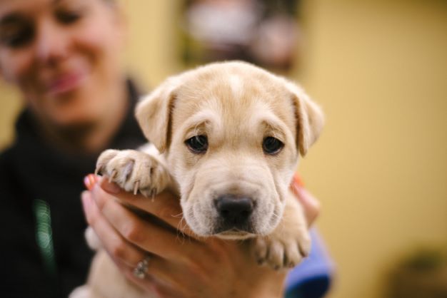 Close up of a very cute yellow lab puppy being held up by an Oregon Humane volunteer