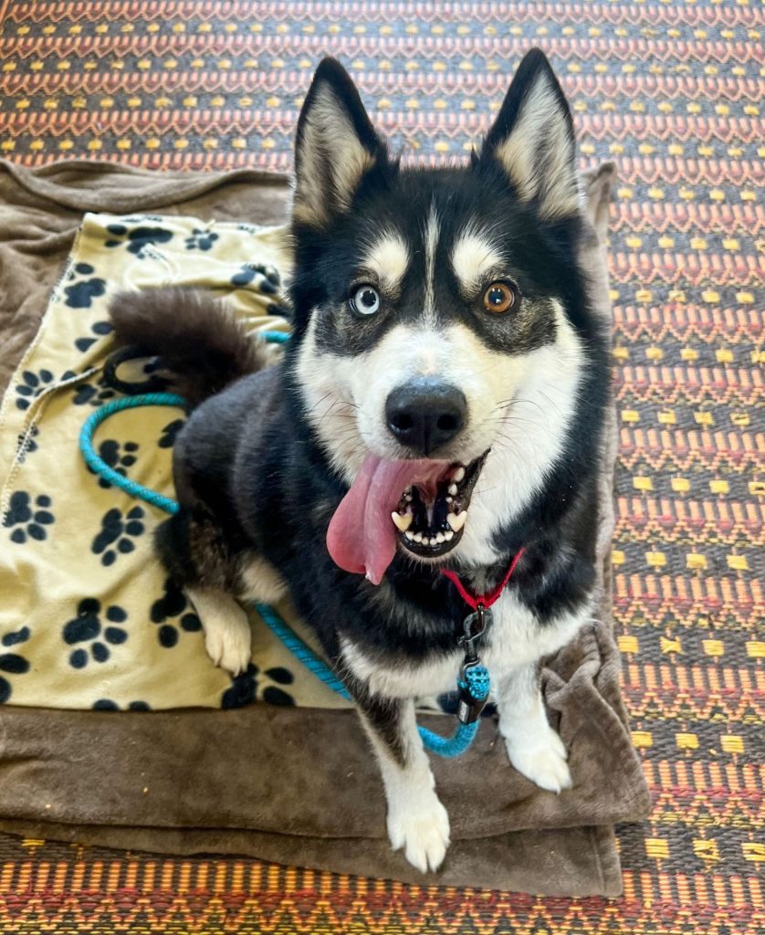 Rumour, two-toned-eyed Husky at Oregon Humane Salem in Mary's Place