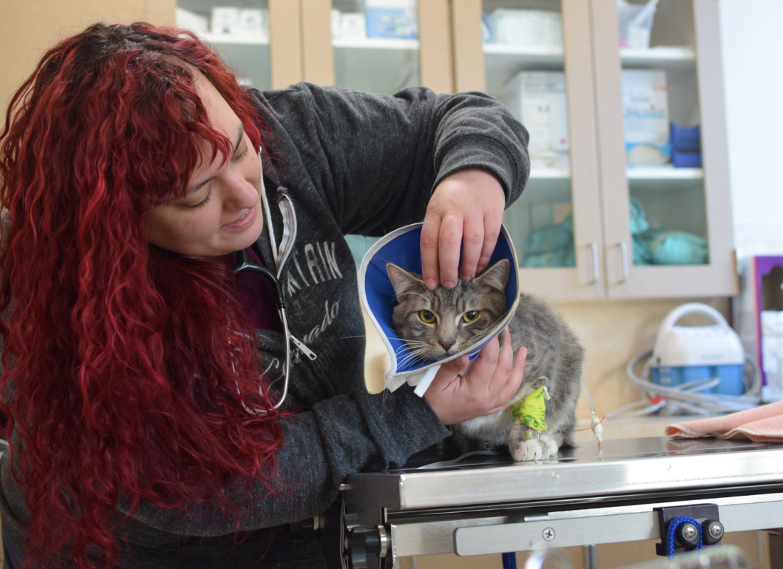 Oregon Humane medical staff member treating a cat