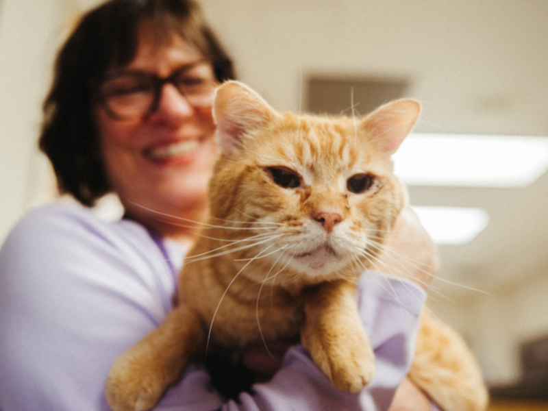close up of Oregon Humane volunteer holding an orange cat