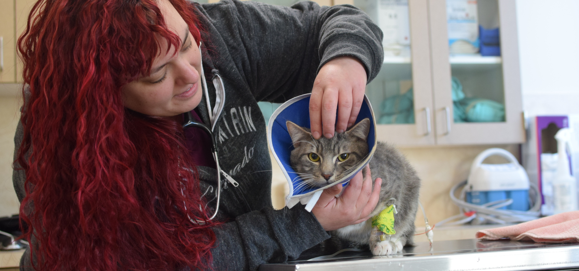 Oregon Humane medical team staff treating a grey and white cat