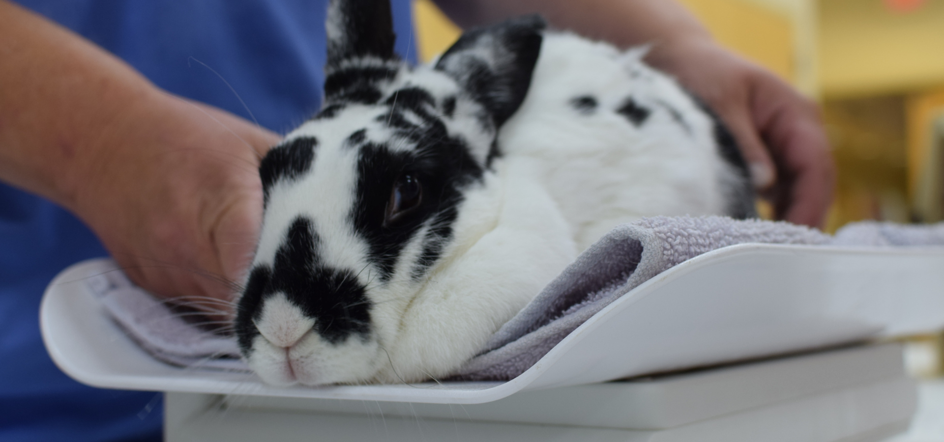Black and white rabbit getting weighed by Oregon Humane med team