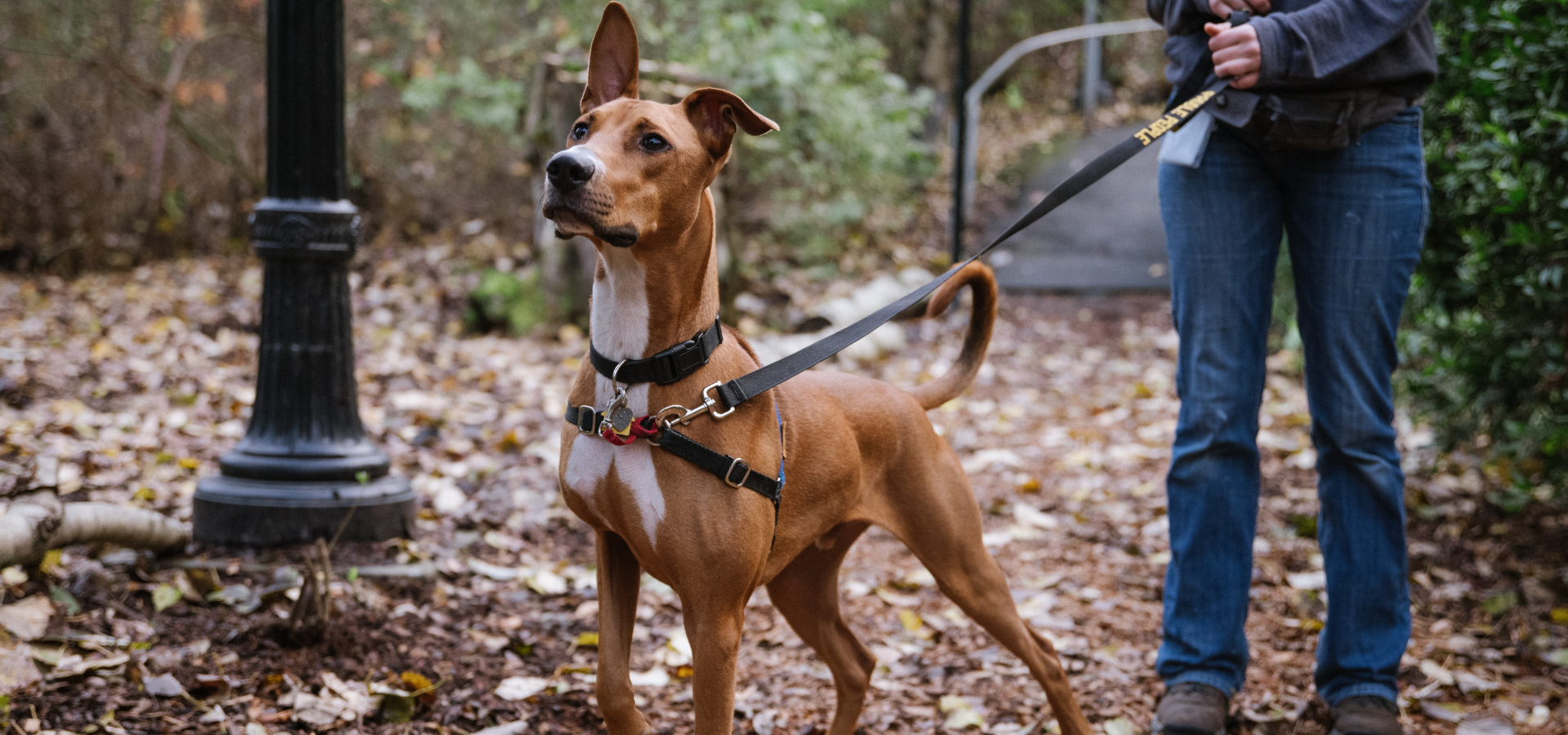 Derby the dog looking up and sniffing on the Oregon Humane Portland campus dog walking path