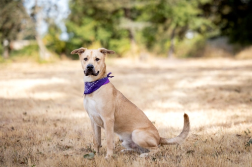 Gunner, OHS Adotable dog sitting on the field in a purple bandana