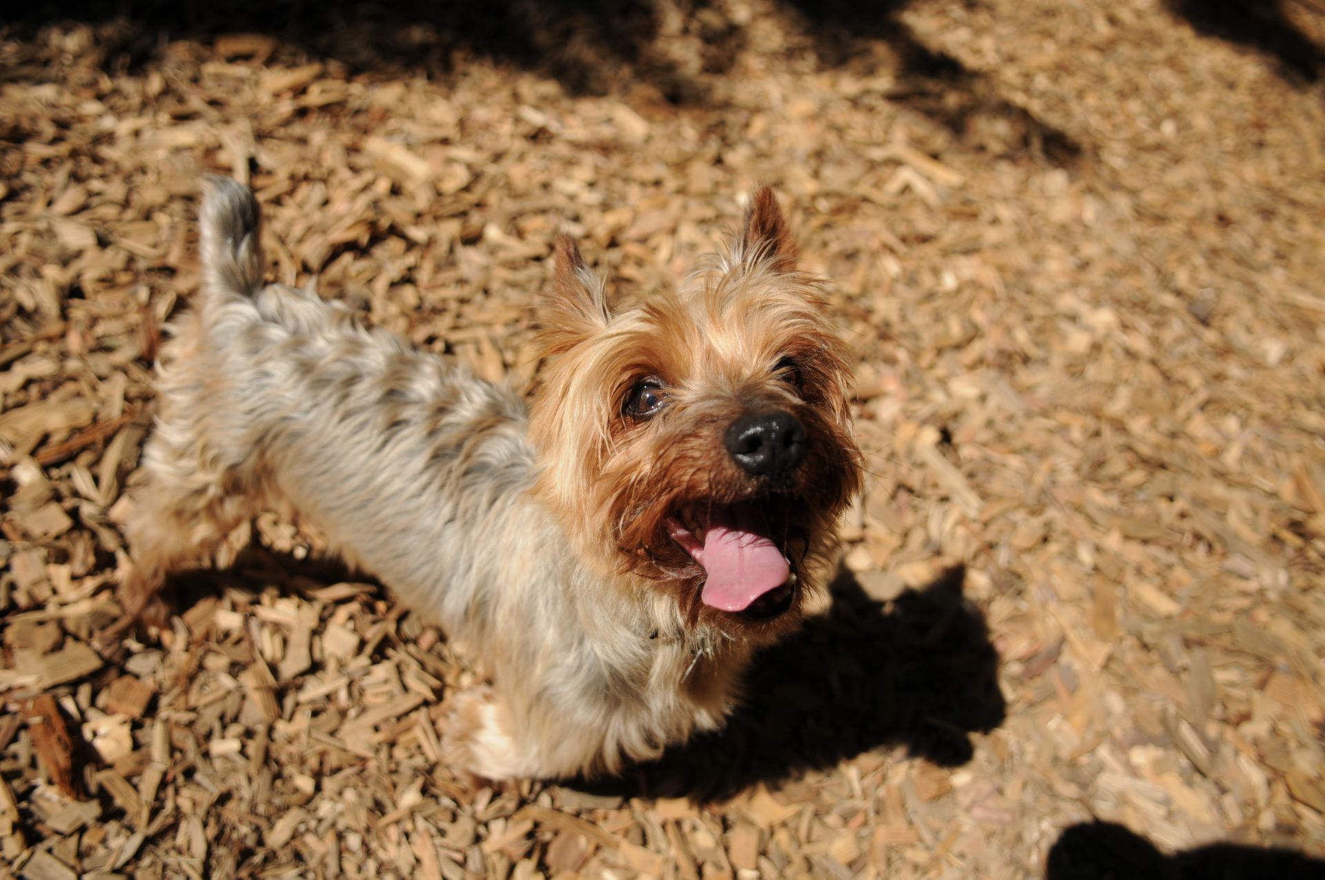 Murphy the Austrailian silky terrier posing for the camera with tongue out