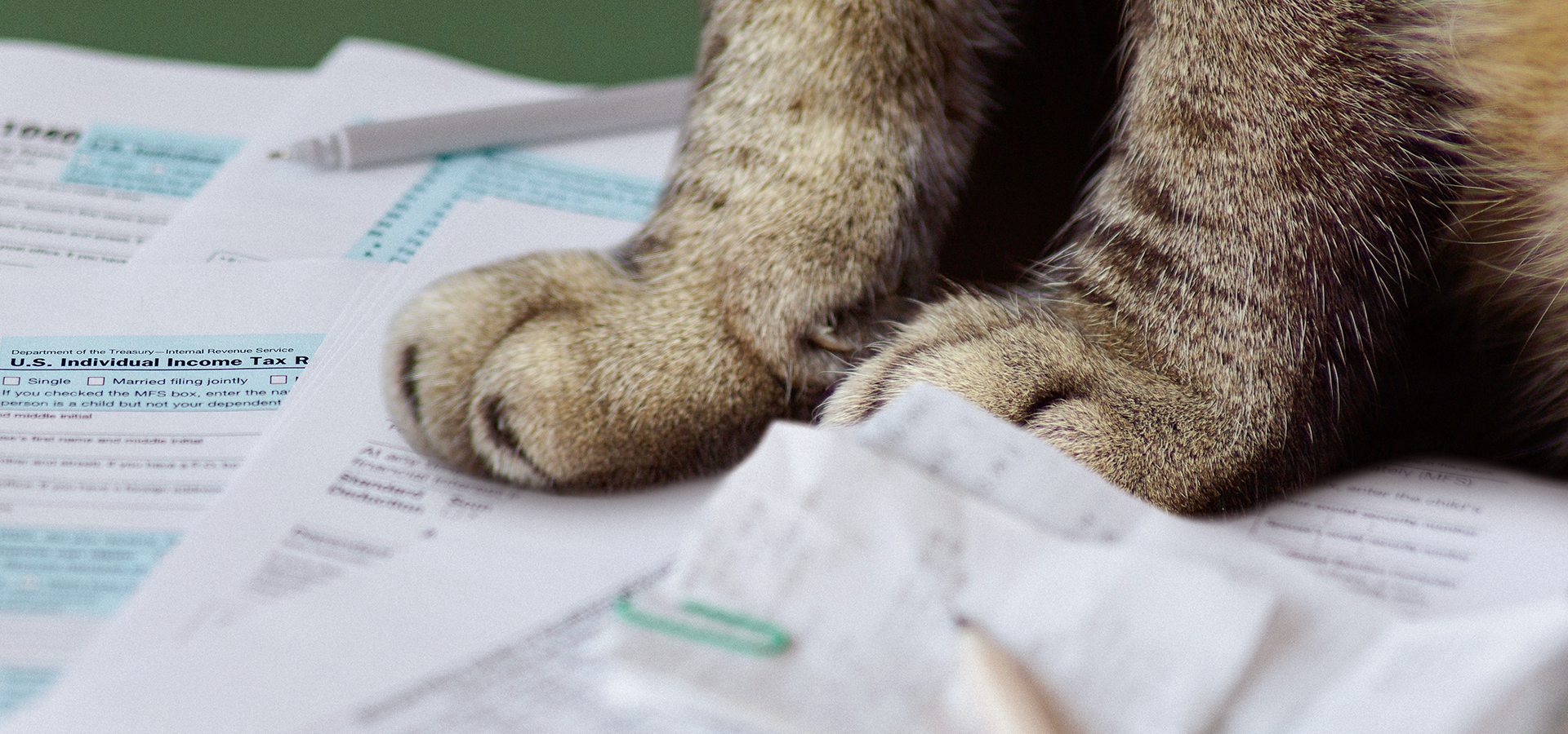 Cat paws on tax documents