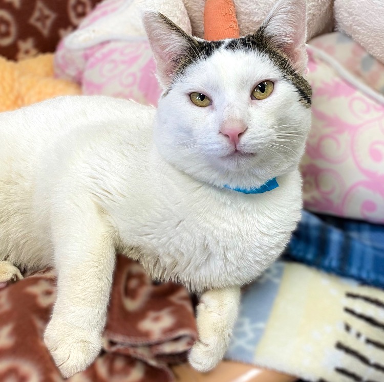 California King posing for the camera at Oregon Humane Salem Campus