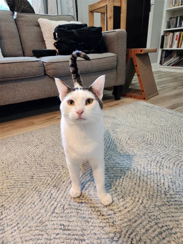 California King the cat posing for the camera at his new home