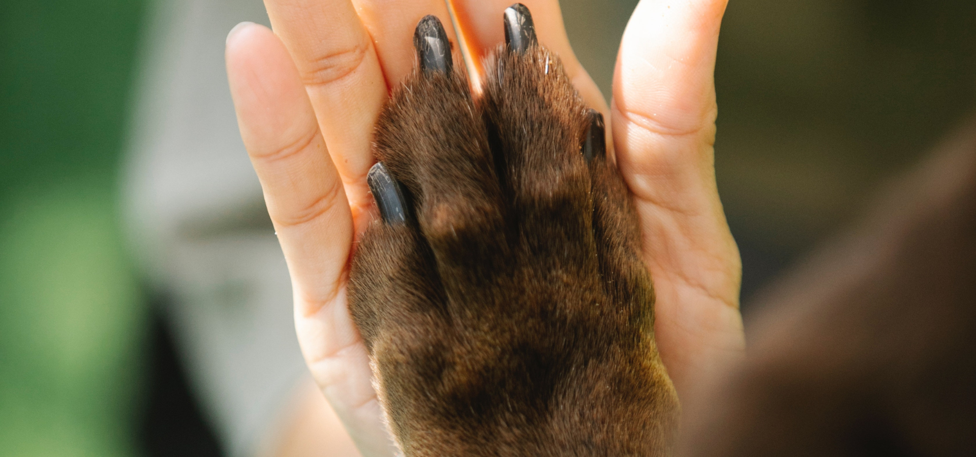 Human hand and dog paw doing a high five motion