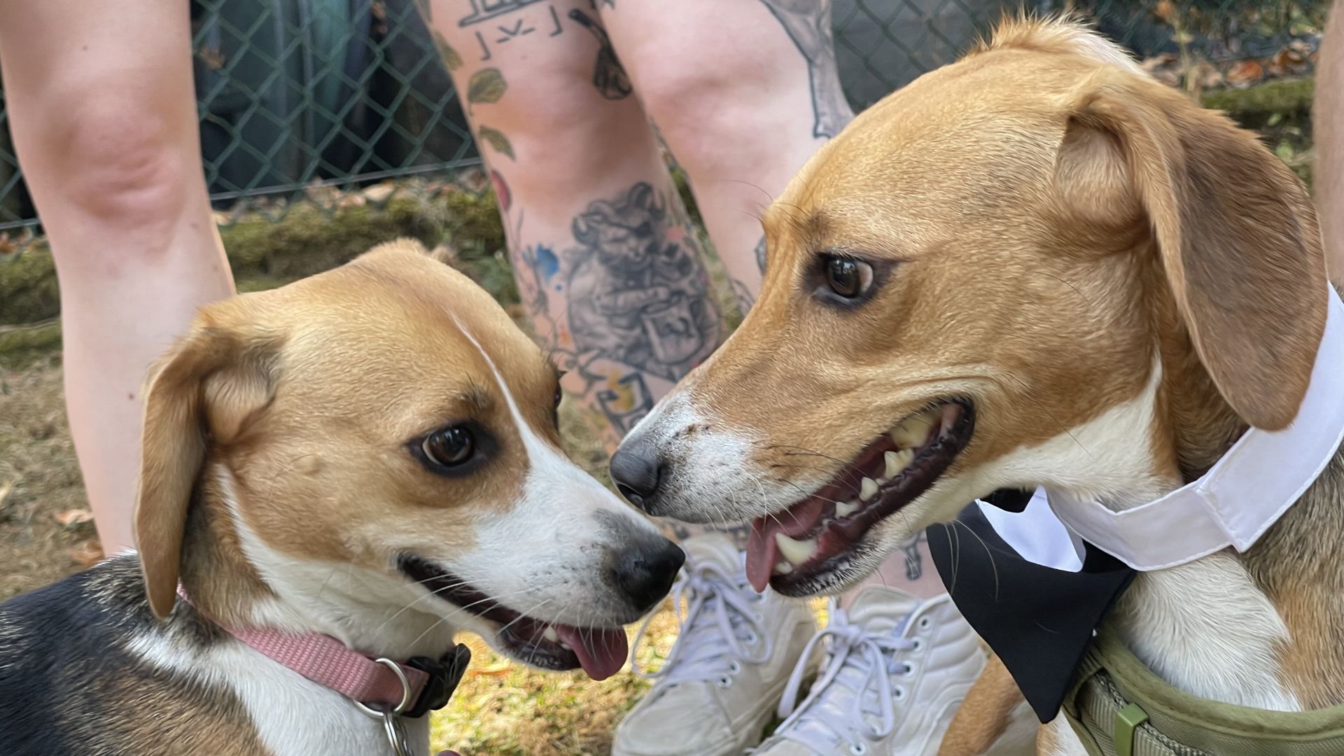 Close up shot of two beagles during beagle-versary