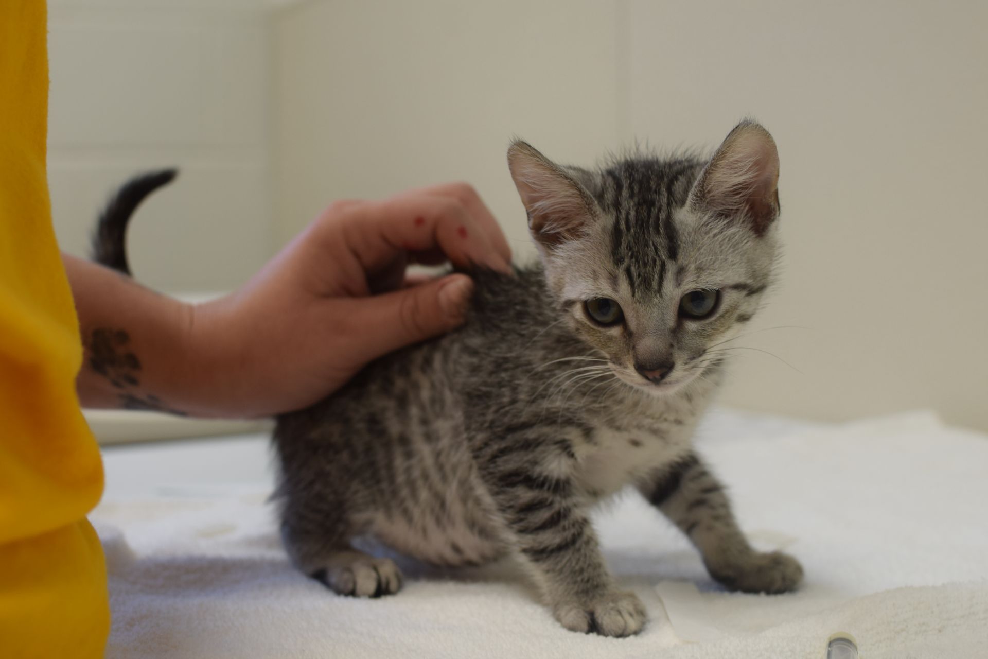 Oregon Humane Holds Spay & Neuter Clinic