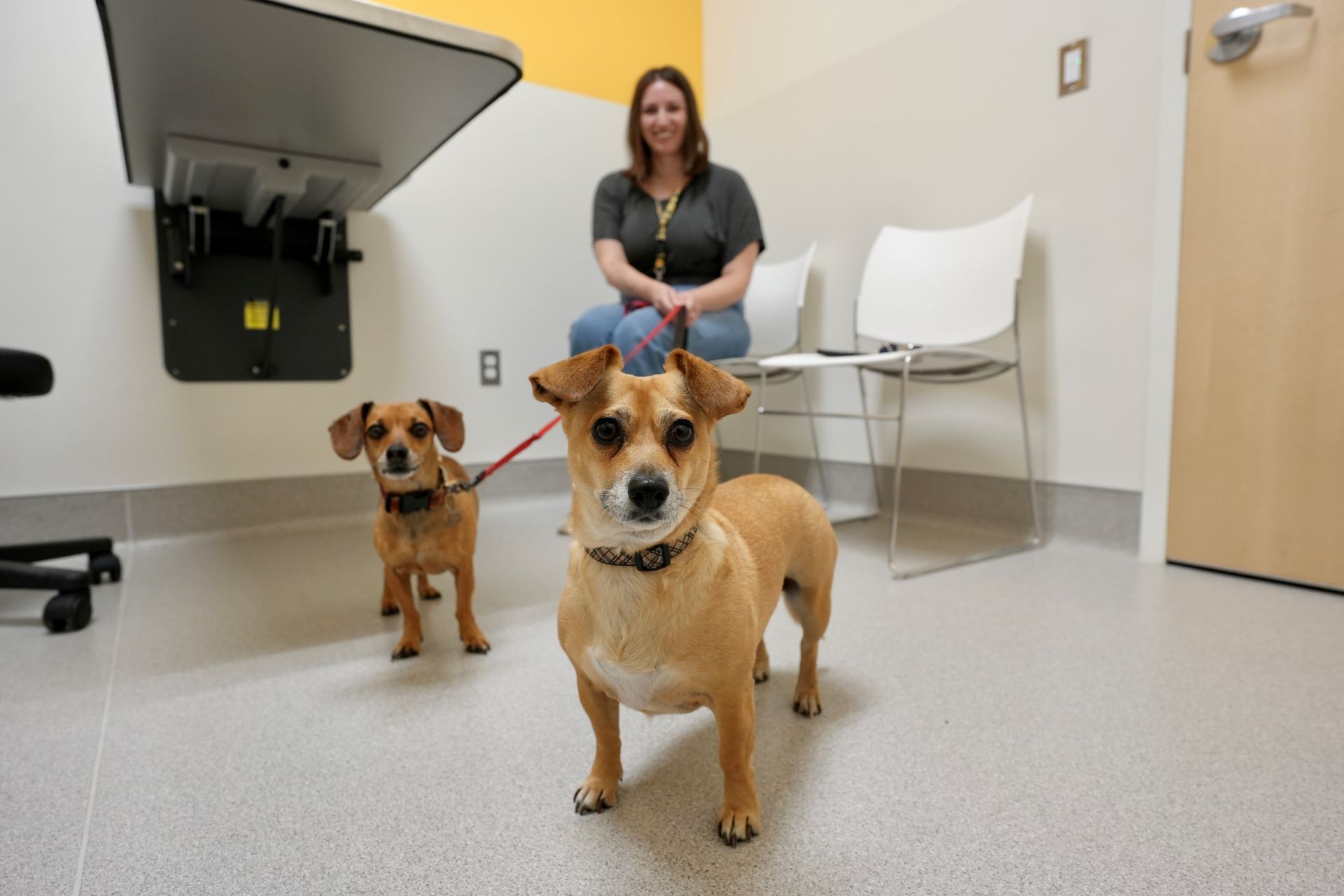 Canine Respiratory Disease FAQ
