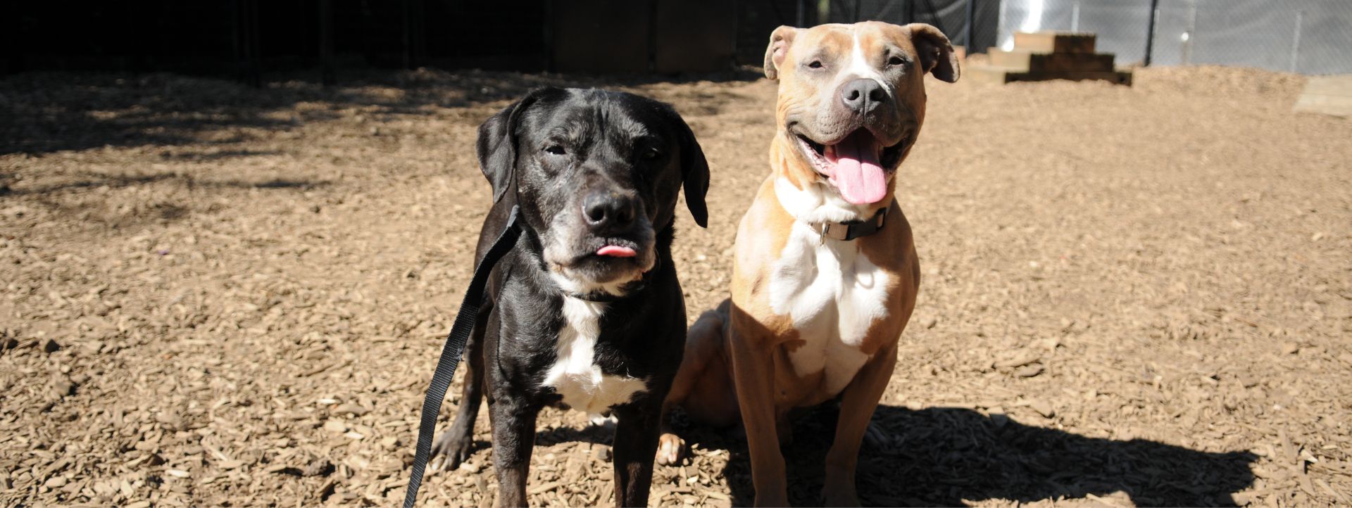 Finding Homes for Bonded Animals