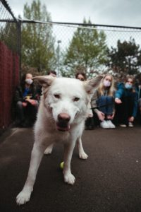 Youth Volunteers posing with dog