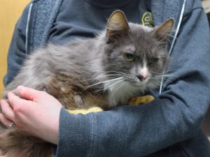 rescued cat Turquoise