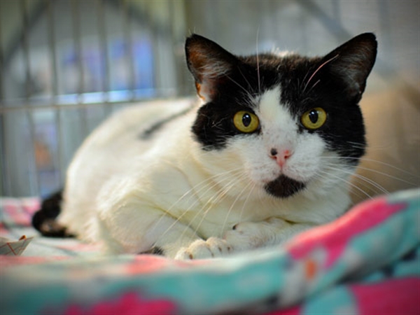 Facing the Facts About FIV
