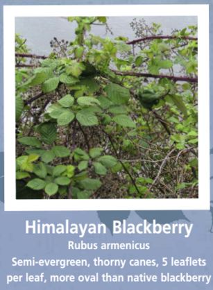Blackberries
