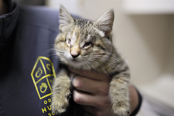 UPDATE: Discarded in the Trash, Kitten without Eyes Gets a Holiday Miracle