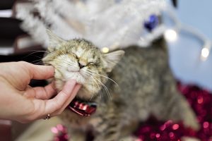 ilene the blind kitten