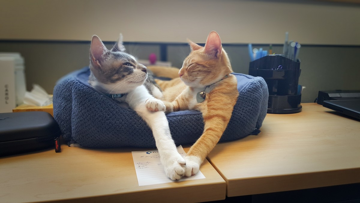 Get Heart-Smart About Your Pet’s Health During American Heart Month