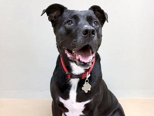 Dog Adoptions Resume at Oregon Humane