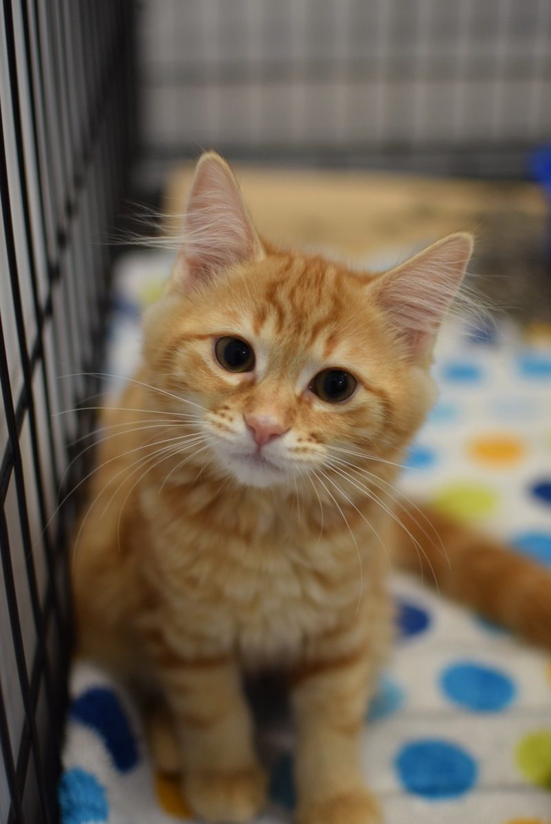 Oregon Humane Receives Displaced Pets from Lincoln County Animal Shelter