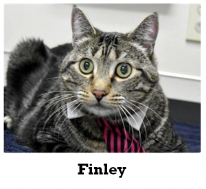 Finley - Miss Repecka