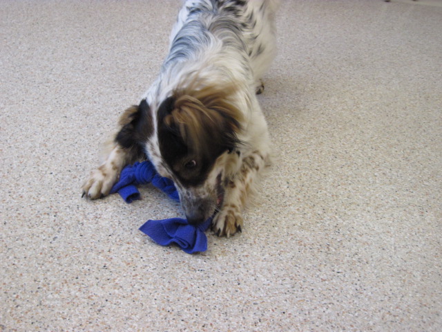 Claude with a toy