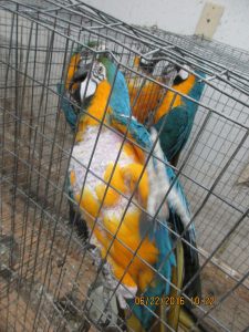 Rescued Birds available for adoption soon.