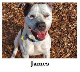 James - Miss Repecka