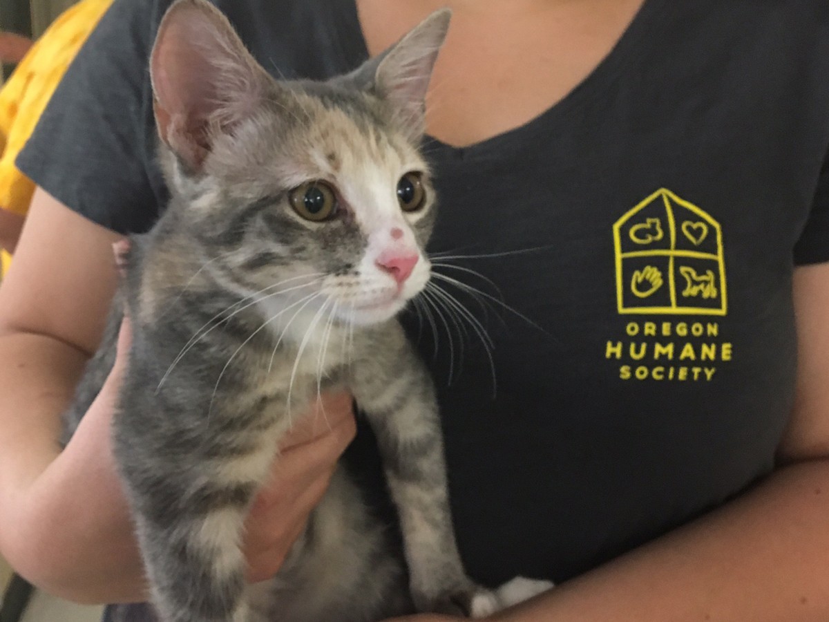 80 Pets Surviving Hurricane Harvey Arriving in Portland