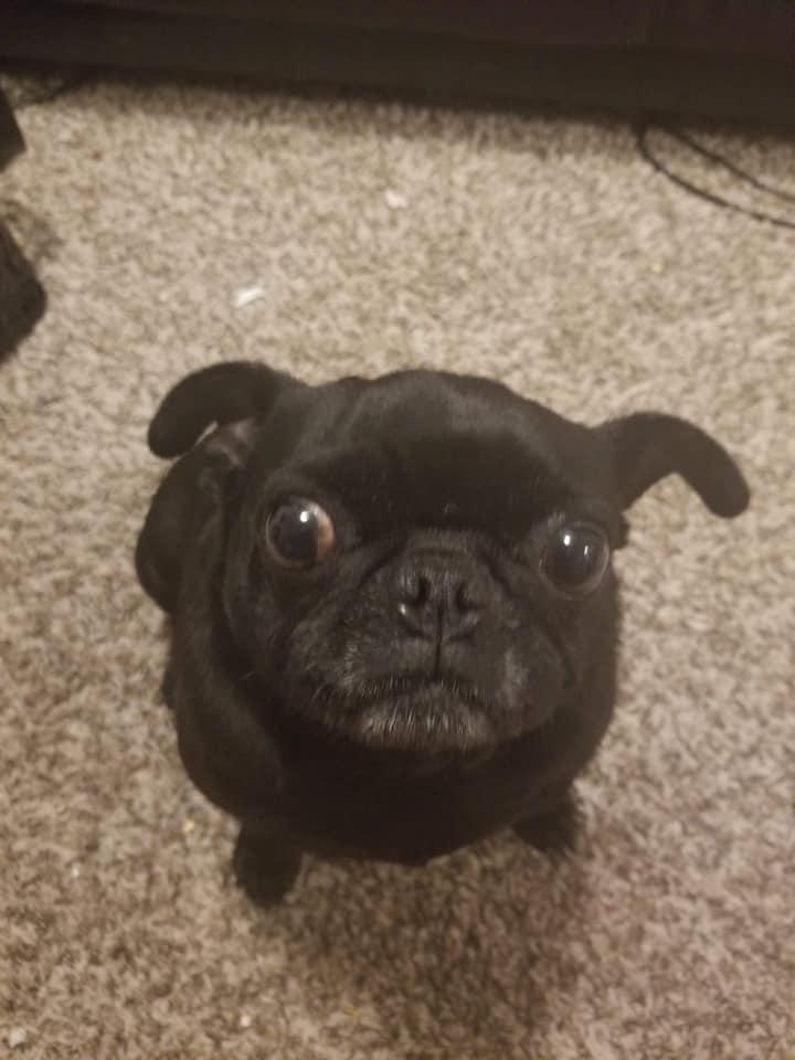 REUNITED: Have you seen Lady the pug?