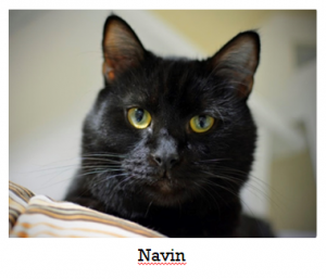Navin - Miss Repecka