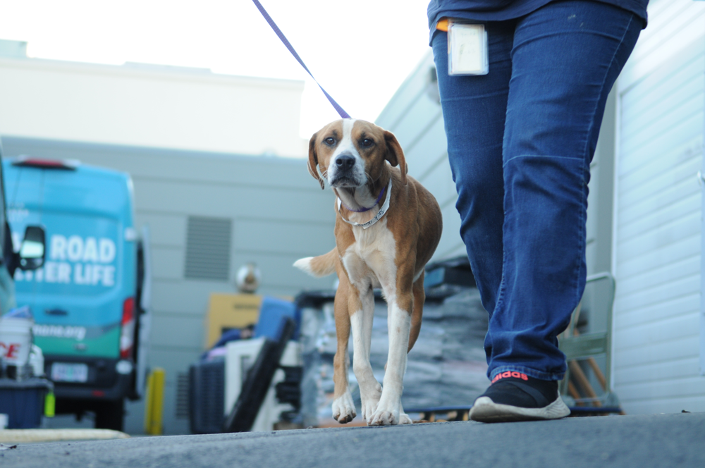 Oregon Humane Participates in Largest Pet Rescue Flight in History