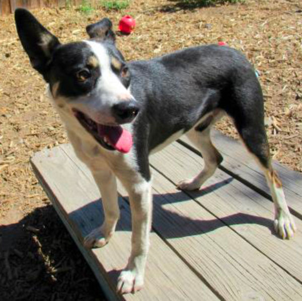 Happy Tails: Briar’s Journey