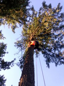 View of John and the hawk in its blanket, high up the tree.