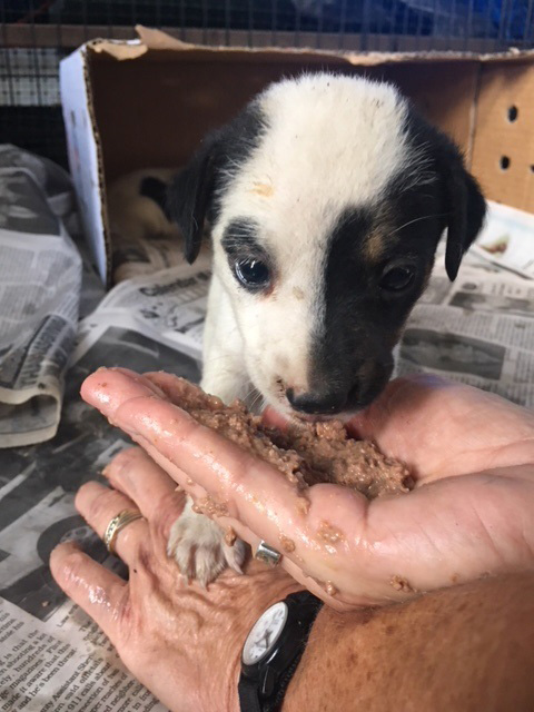 Oregon Humane Helps Emergency Animal Rescue in St. Croix