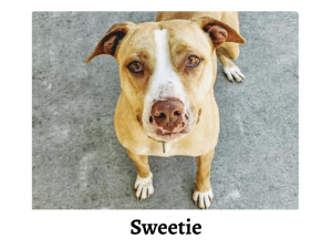 Sweetie - Miss Repecka