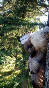 The hawk, trapped high up a tree.