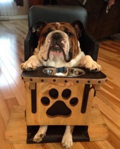dog in bailey chair
