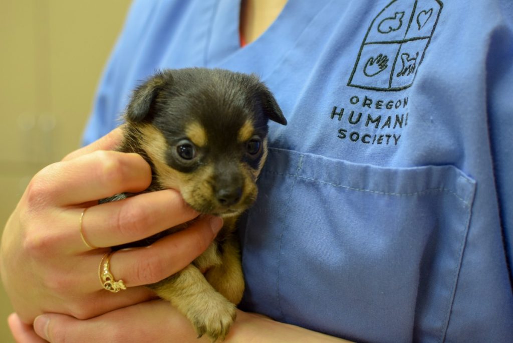 What You Need to Know About Dog Flu