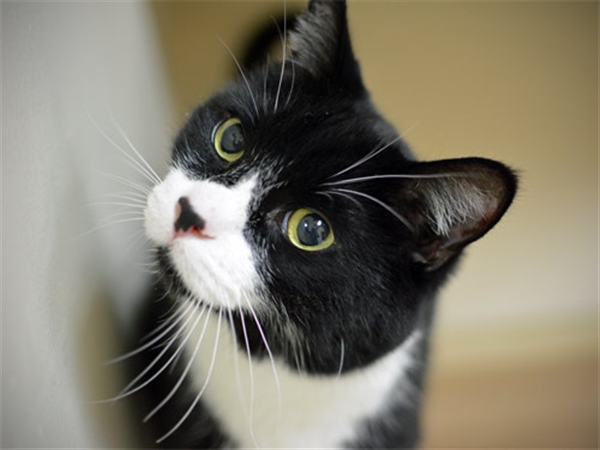 Oregon Humane Adopts 11,297 Pets in 2017