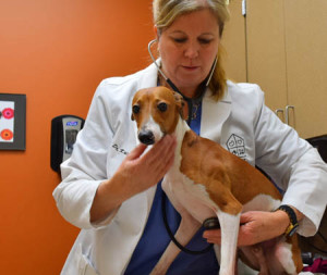 Relinquished Italian greyhound is examined by Dr. Kris Otteman, Oregon Humane director of shelter medicine.